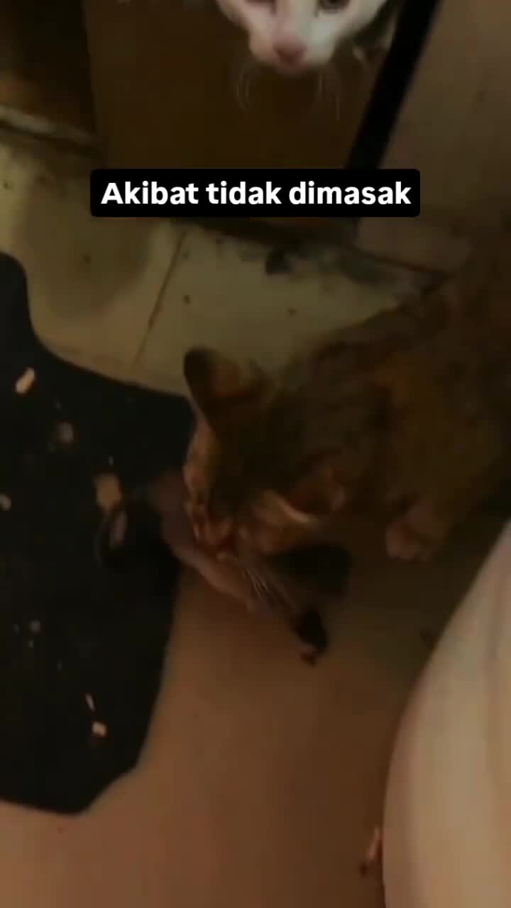 Tambahan menu
#Fyp #kucing #kucingindonesia #videoviral #videolucu #videongakak #ngakak #lucu #like #dagelan #HOT