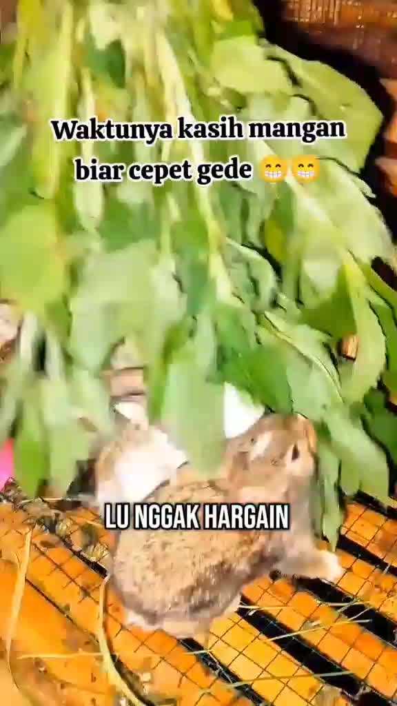 Rabbit lover  #pakankelinci  #kelincilokal  #rabbitlovers  #ternakkelinci  #peterbakpemula  #kangngarit  #pakanhujauan  #foryou  #fyp 
