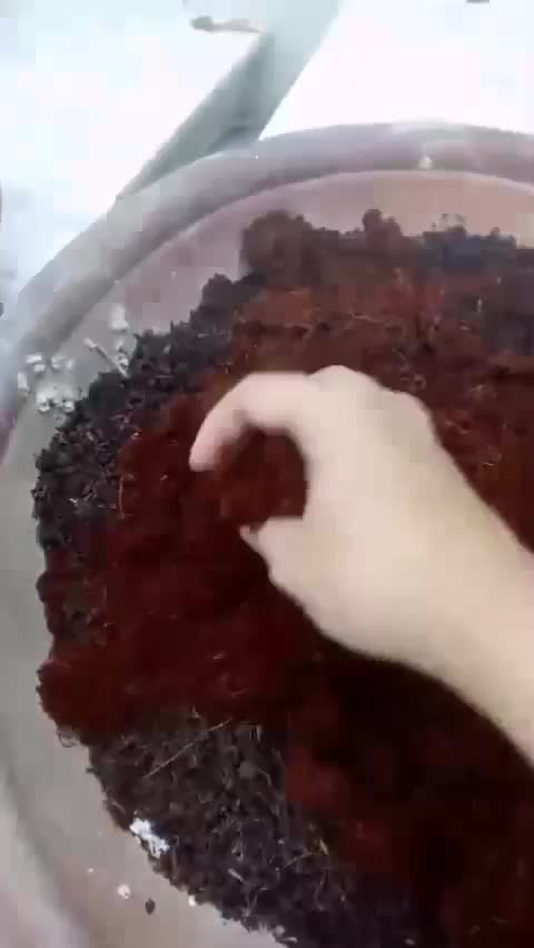 Media tanam untuk kebun shaka  #cocopeat 