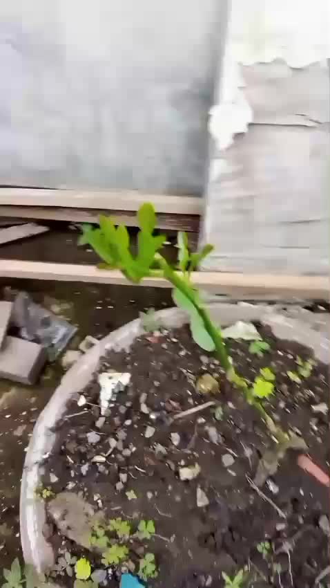 Ini hasil dari pemberian pupuk organik cair dari Yieldmore  #kebunshaka  #berkebundarihalamanrumah  #pupukorganikcair 