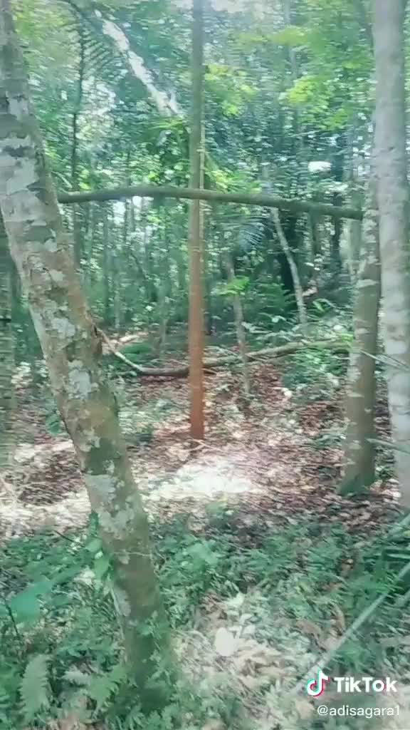 Hutan angker Curug ciputri