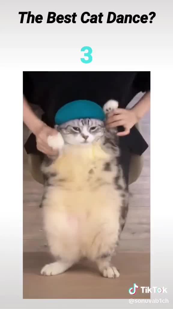 The Best Cat Dance