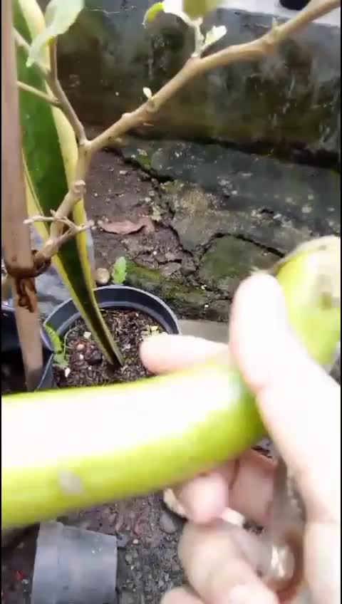 cek kebun hari ini