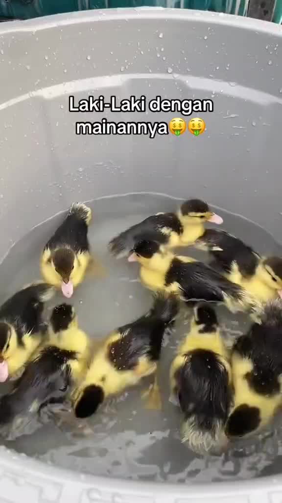 MAINAN COWO TANPA CEWE

  #fypシ  #bebek racing 