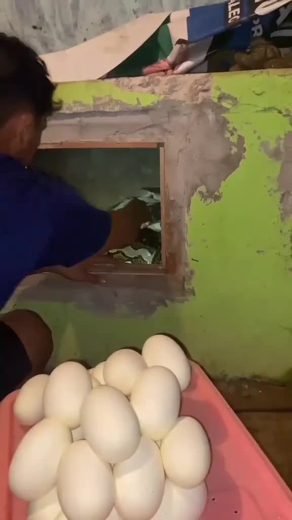 proses pengambilan telur ular