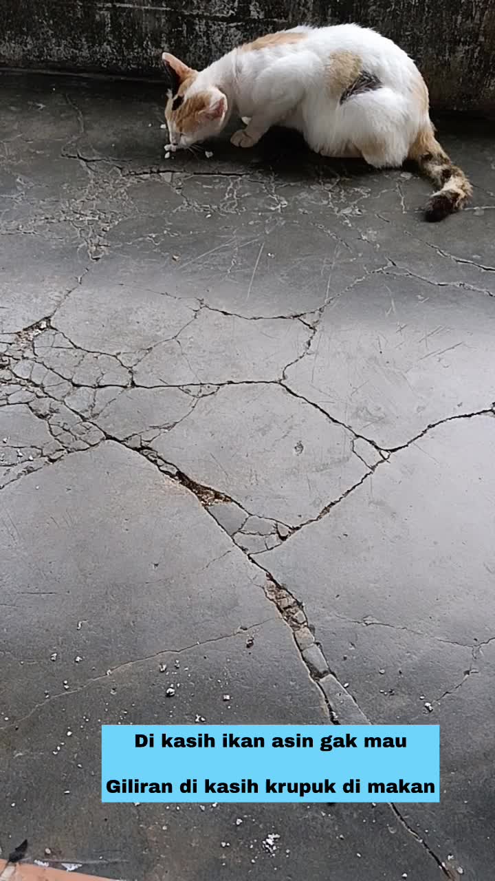 kucing aneh  #hort  #HOTrctiplus  #RCTIPlus  #fyp 