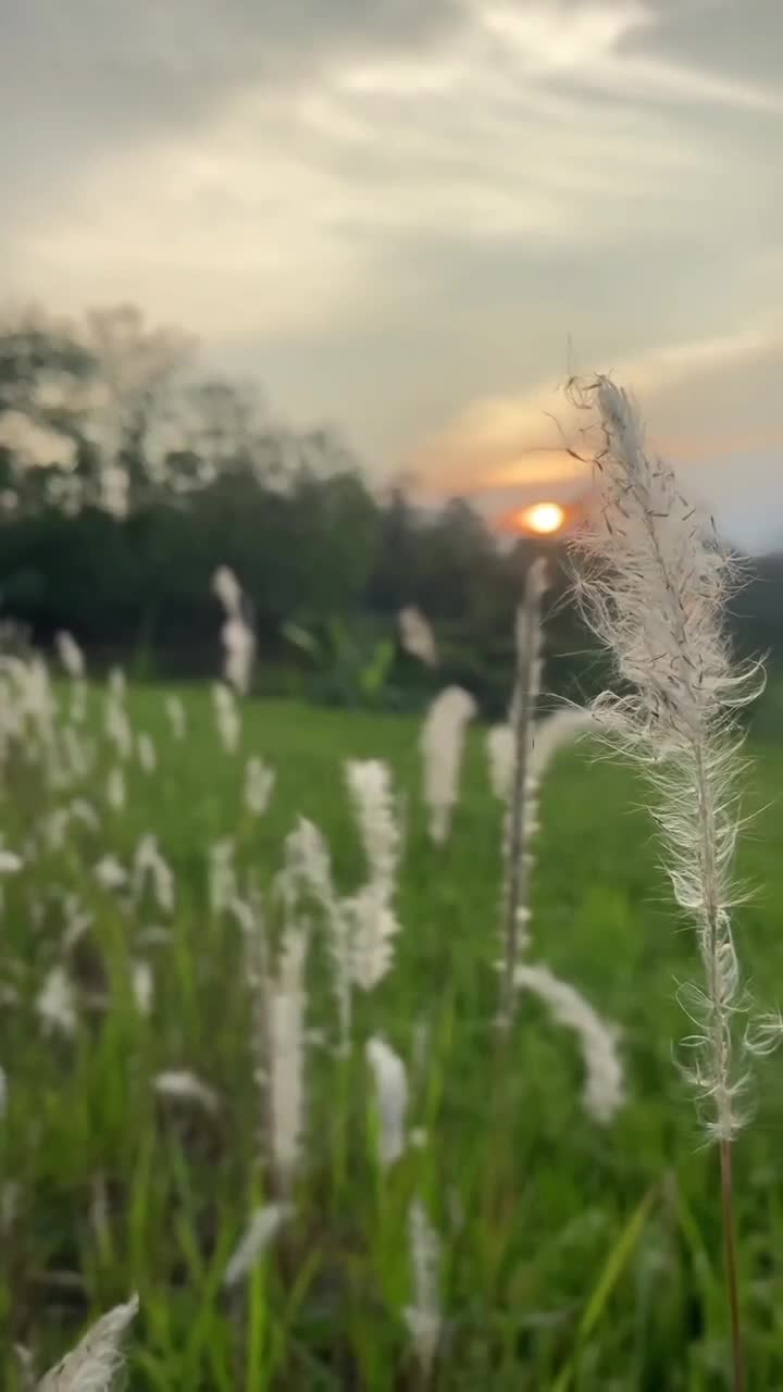 rileks sejenak dengan keindahan alam #fyp  #Viral   #pagiyangcerah 