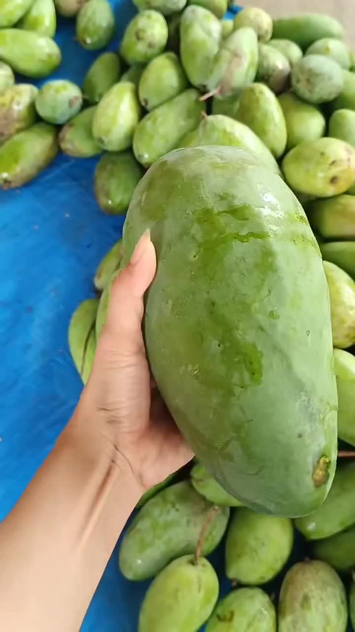 Kalo memang cocok bisa datang kerumah

#Buah #Mangga #Fruits