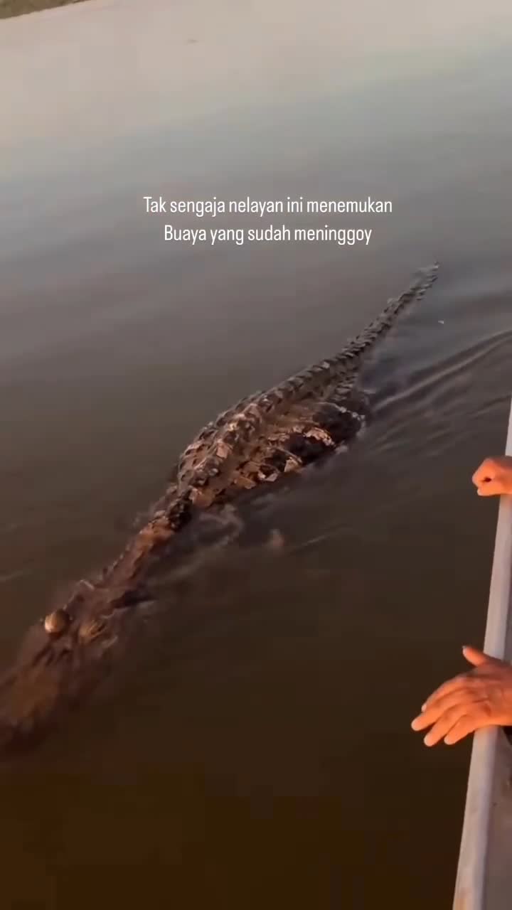 Ngerii juga euy 😱😱🫣
 #RCTIPlus  #HOTrctiplus  #fypシ゚viral 