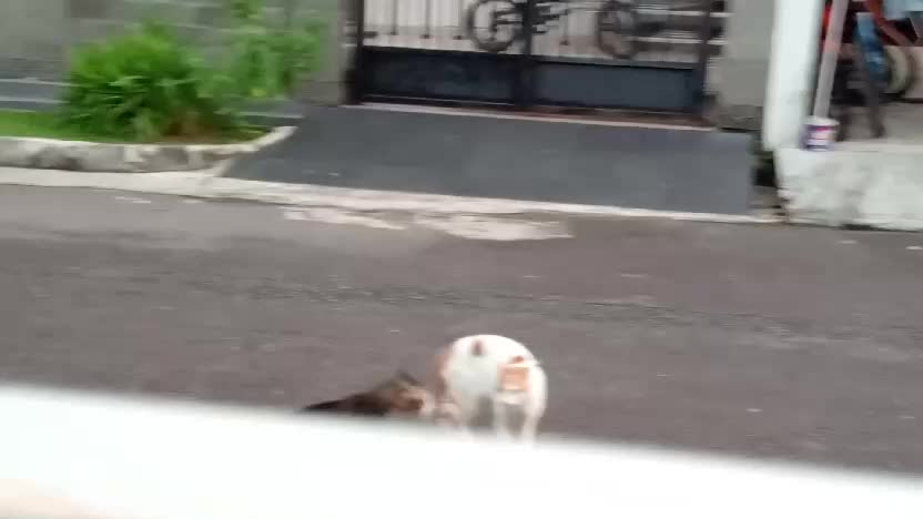 Cat fight 😹