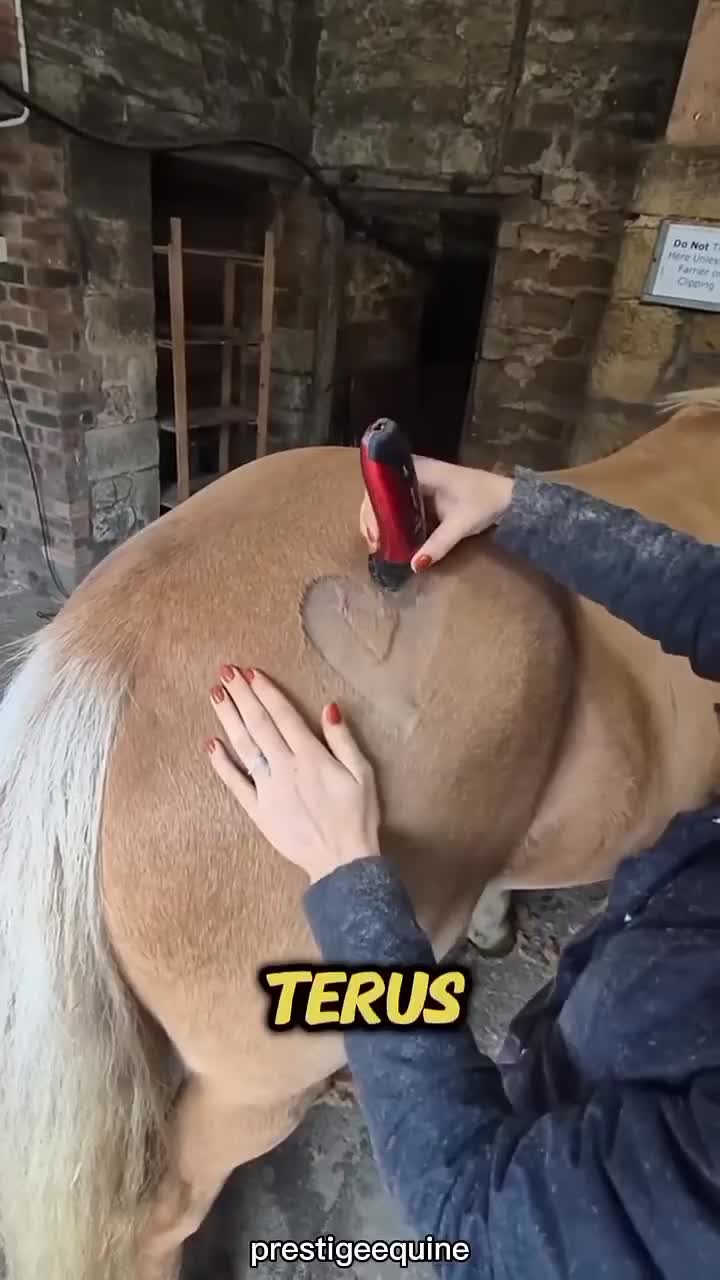 perhatikan  #RCTIPlus  #HOTrctiplus  #icrcti  #rcti  #RCTIoke 