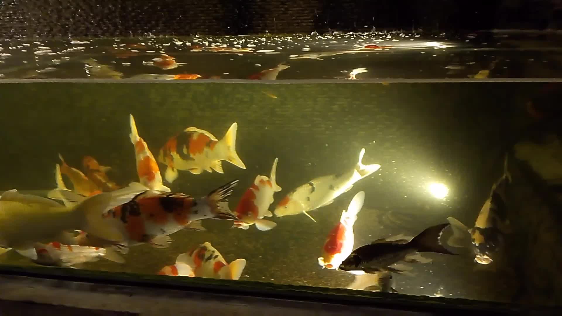 ikan koi pada MLM hari
 #koi
 #ikanhias 
 #fypシ゚viral 