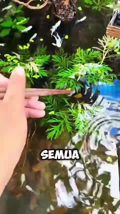 Banyak yg lihat video ini, tapi nggak banyak yg like

#fyp #short #rigelagency #OriginalSong #HOTrctiplus #RCTIPlus  #viral #videolucu 