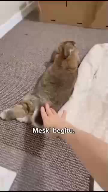 Kelinci Galak berubah menjadi penurut 



#fyp #short #rigelagency #OriginalSong #HOTrctiplus #RCTIPlus  #viral #HOT #videolucu #hewan