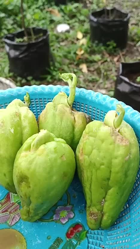 Coba kita tanam labu siam di dataran rendah. Apakah bisa tumbuh dg baik? #shortplus #berkebun #hobiberkebun #suasanahidupdidesa #hidupdidesa