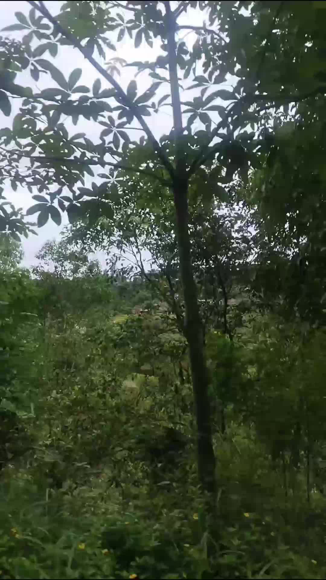 mudik ala ala bajet irit.. 