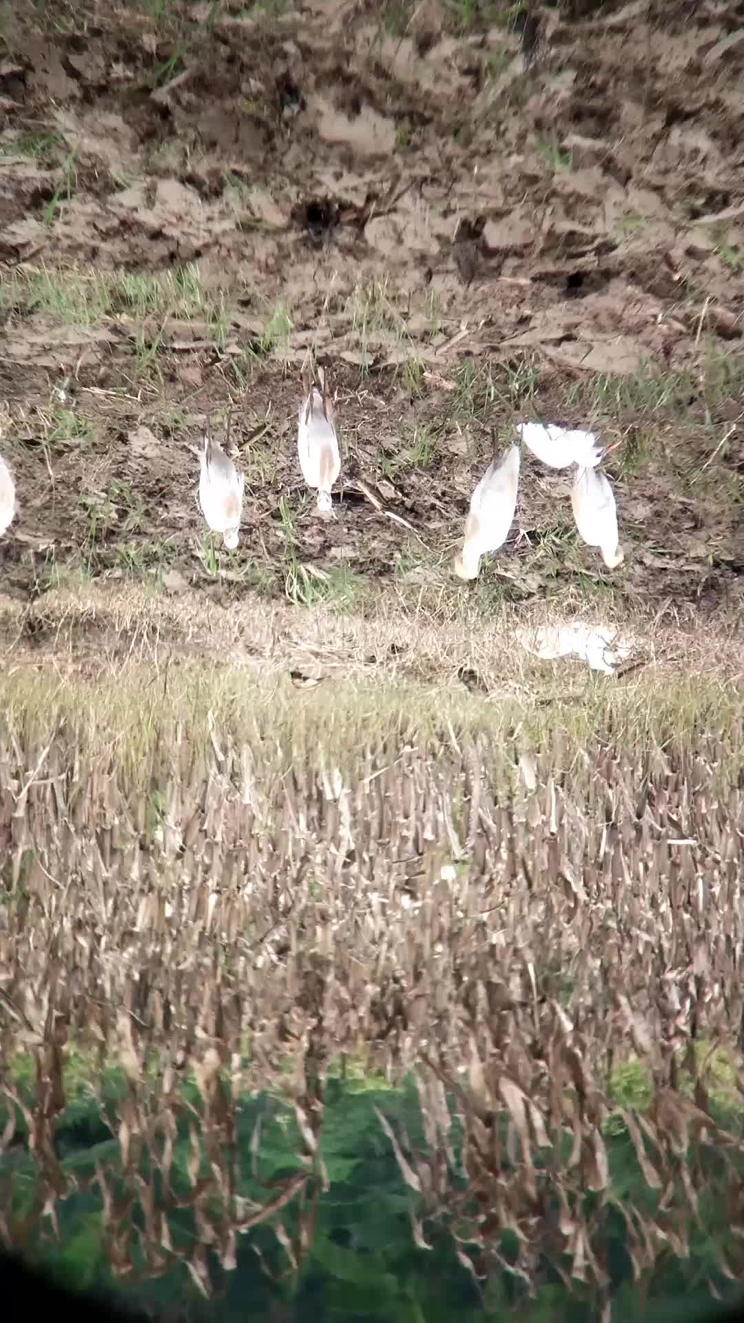 BAKAL MENYESAL JIKA TIDAK MELIHAT VIDEO INI SAMPAI AKHIR, HEWAN INI AKAN MELAKUKAN HAL DILUAR NALAR 🧐 
 #burungkicau  #burungkicau  #perangk