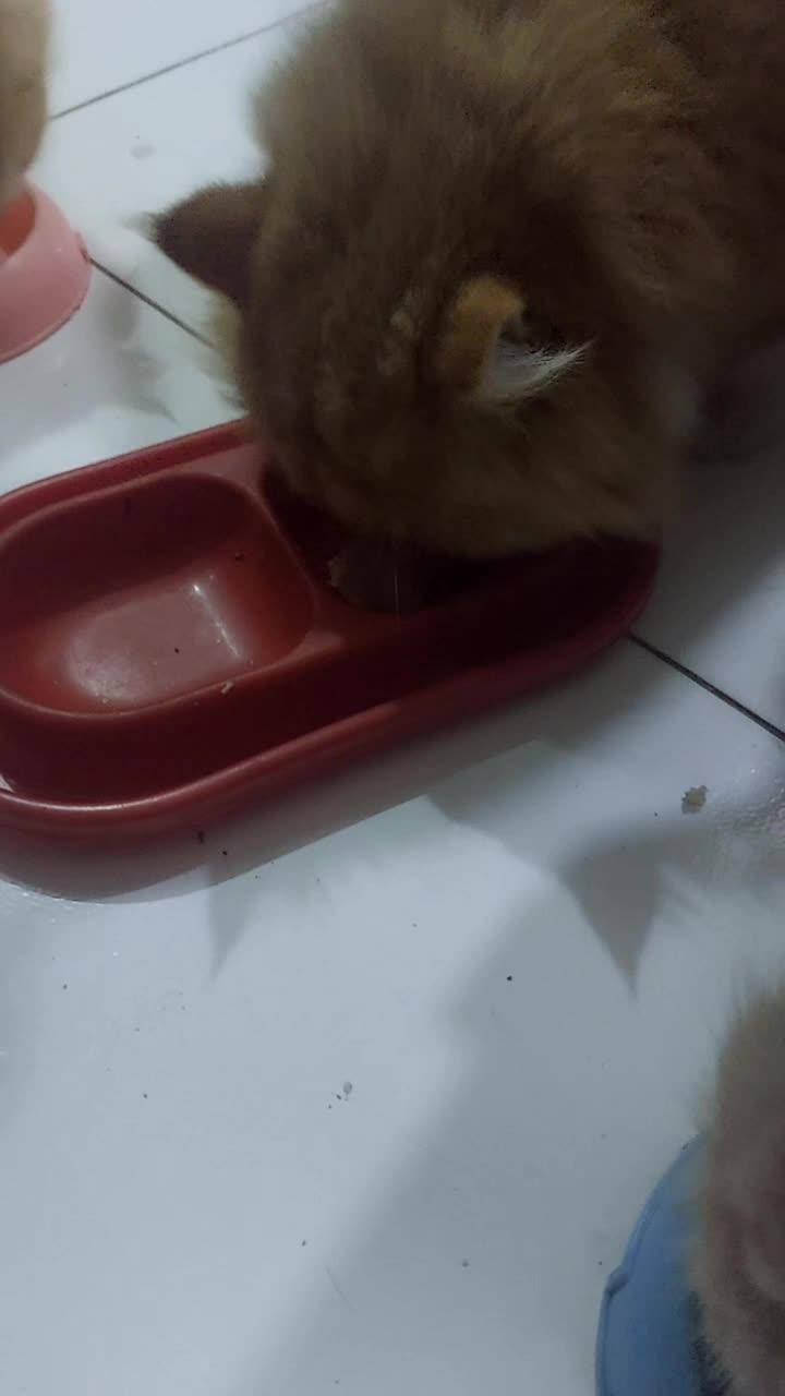 makan bersama 