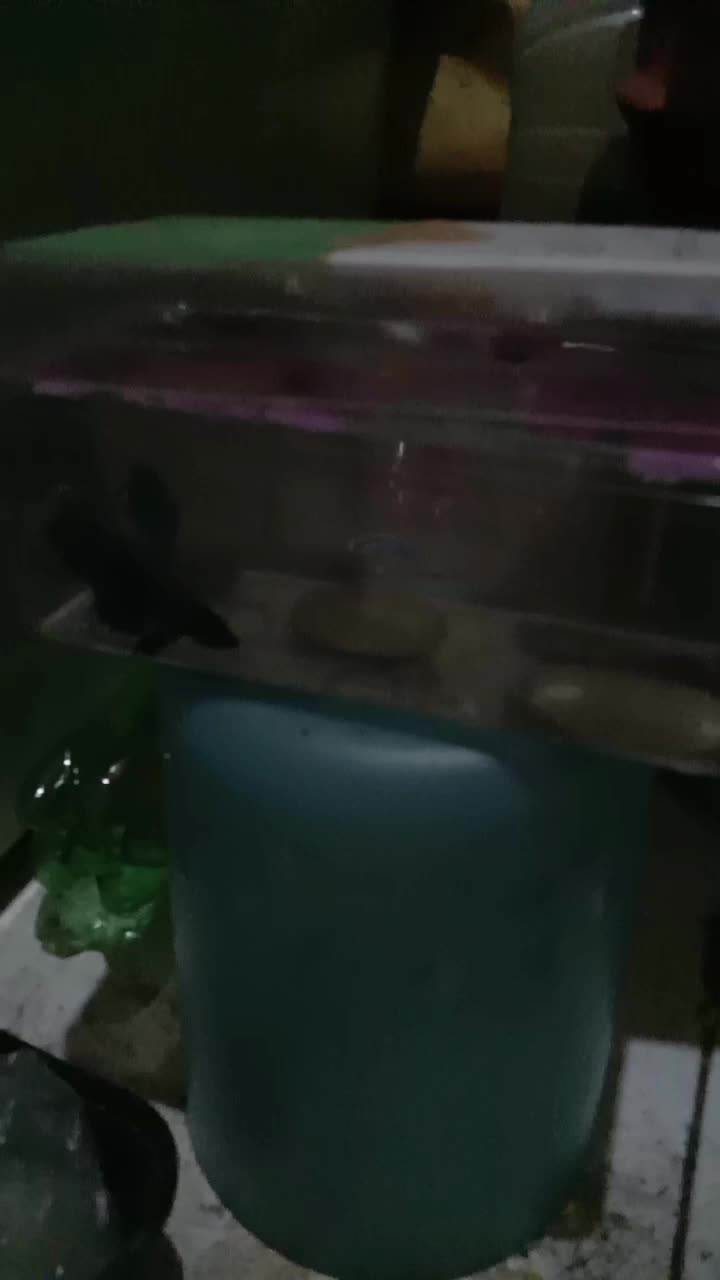 ikan cupang 🎏