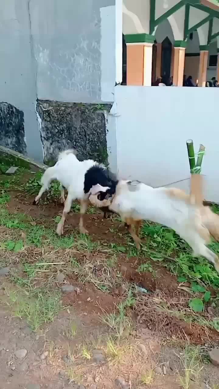 25 ekor kambing dan 1 ekor sapi
#fyp  #fypシ  #fypシ゚viral  #qurban  #iduladha  #RCTIPlus  #HOTrctiplus 