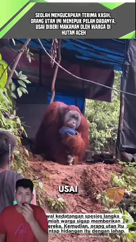 orang hutan ini berterima kasih setelah diberi makan oleh warga di hutan Aceh. #videoviral  #videoedukasi  #satwaliar 