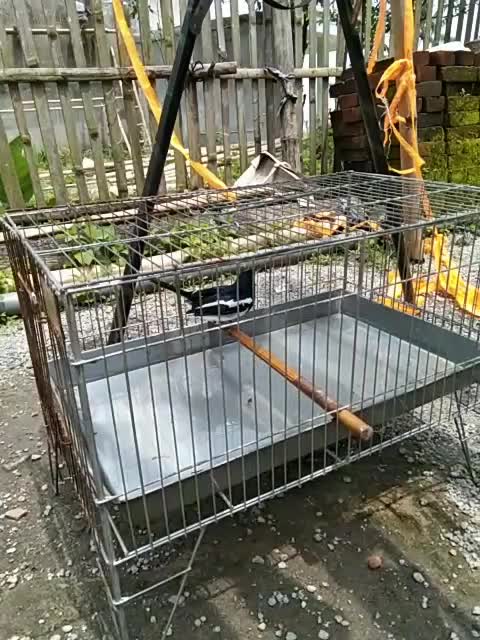 akhirnya balik lagi ni burung  #short  #HOTrctiplus  #RCTIPlus  #fyp 