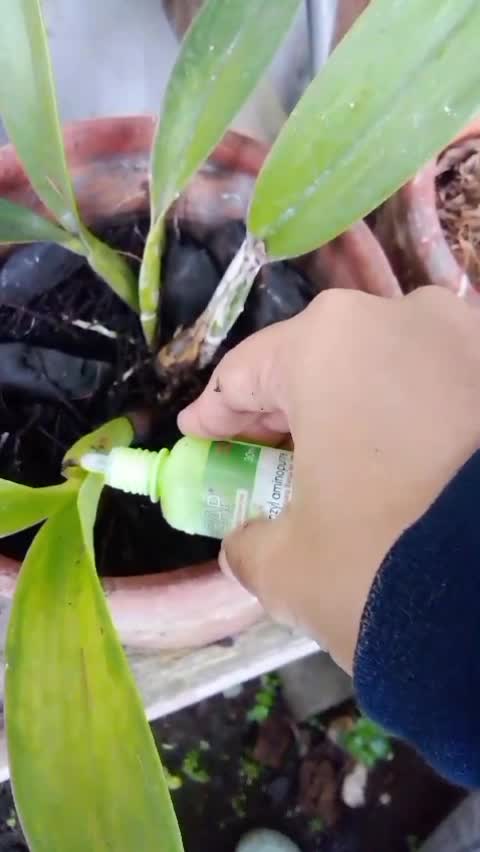 Booster 6 BAP untuk anggrek  #anggrek  #kebunshaka 