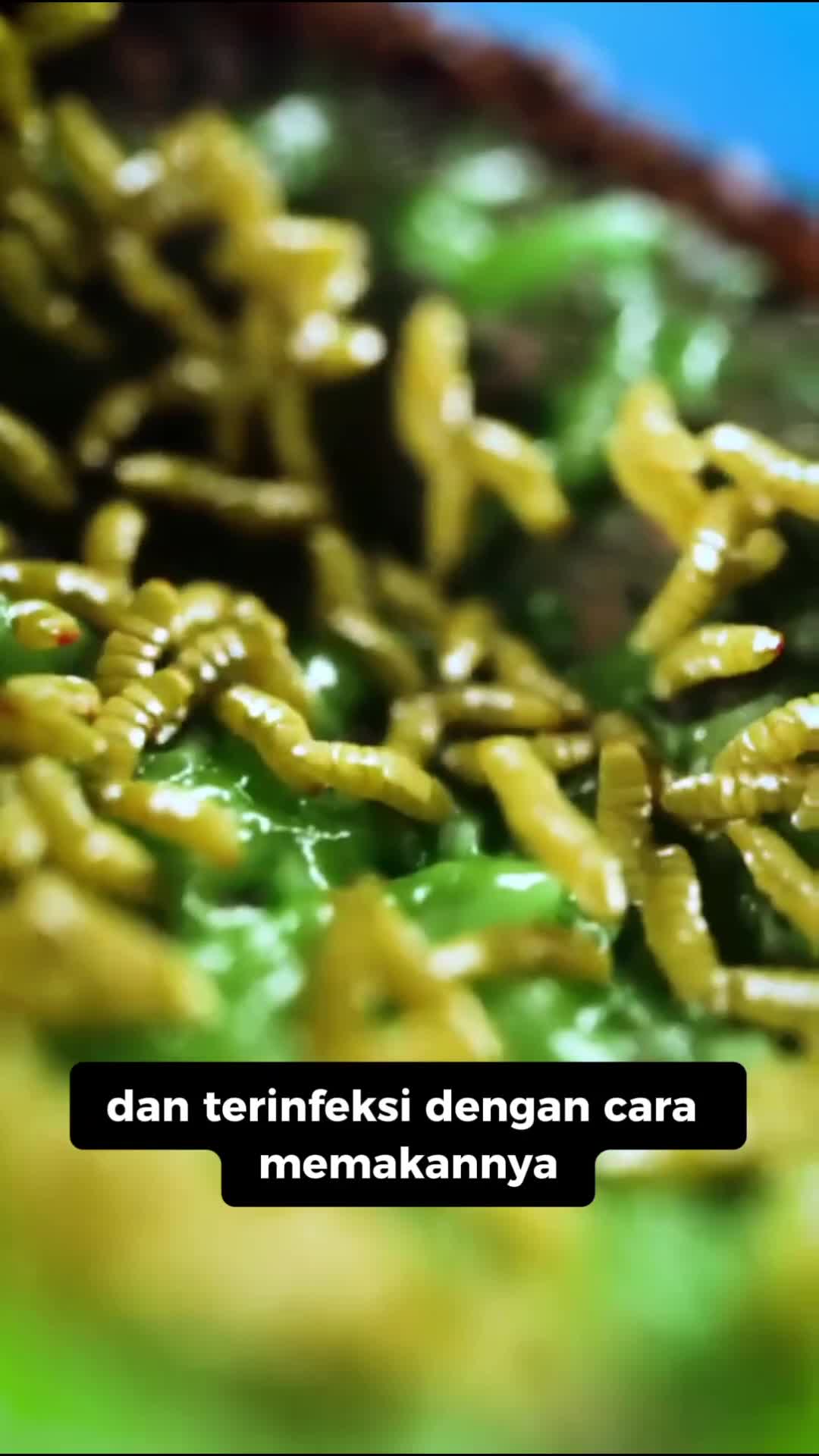 Proses penyembuhan luka dengan Belatung