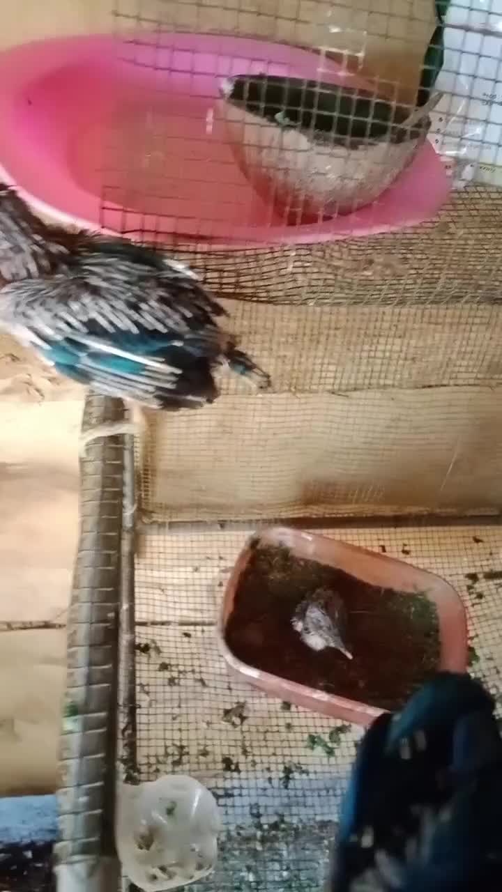 anakan tengkek udang