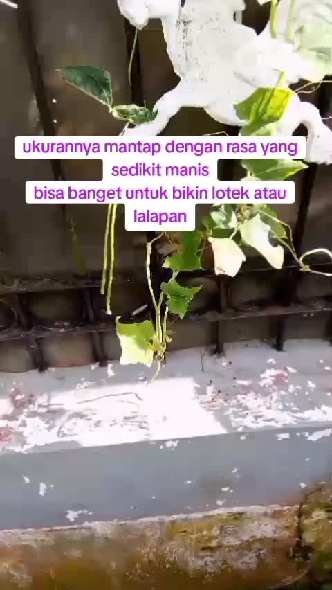 Menanam kacang panjang  #kebunshaka 