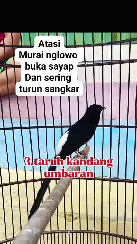 setingan burung yg lagi ngelowo!! 
 #RCTIPlus  #HOTrctiplus  #RCTIoke  #icrcti 
 #pencintaburungkicau #burungmania  
 #burungkicau