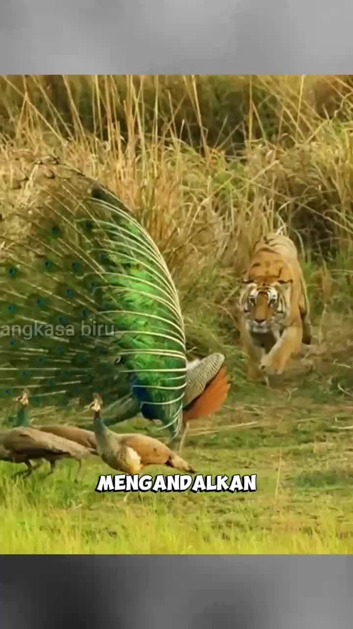 harimau mengintai