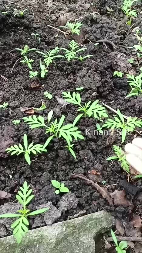 Labu air, terong, kemitir, benih padi, suara burung, suara ayam, dan suasana syahdu di pagi hari. Nikmat hidup di desa #shortplus #berkebun 