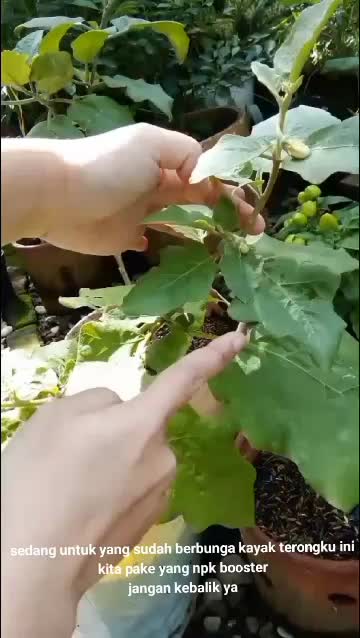 Kebun shaka kasih npk  #pupuknpk  #kebunshaka 