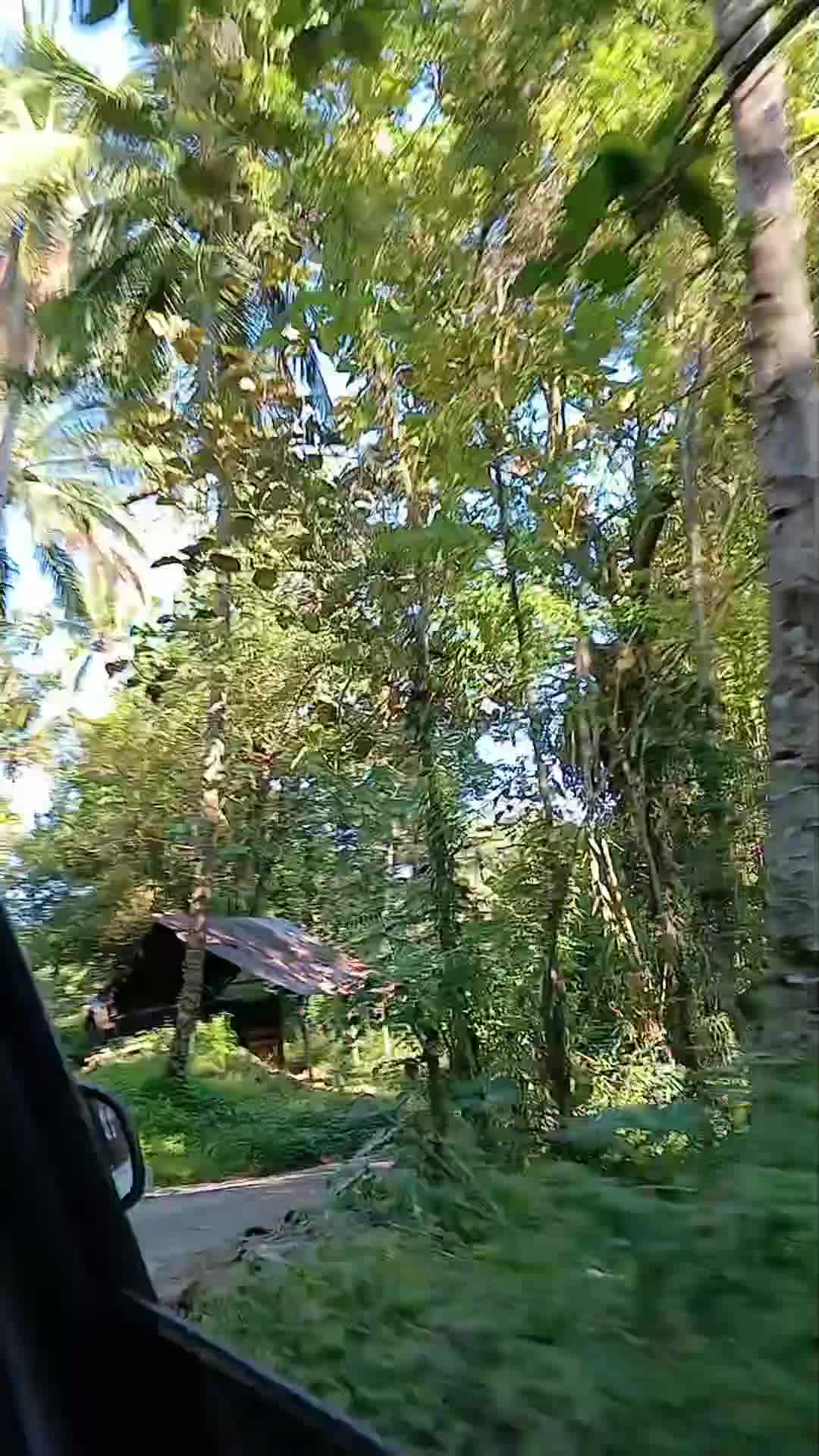 Jalan pulang ke kampung halaman🍃 Walau sudah ada matahari tapi rasanya sejuk karena banyak pohon" 🍃 #nature #kreatorpemula  #alam  #pecintaa