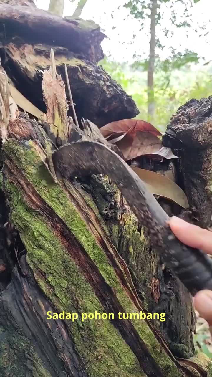 ternyata....
tonton sampai habis

 #rcti  #fyp  #fypシ #fypシ゚viral #Viral 