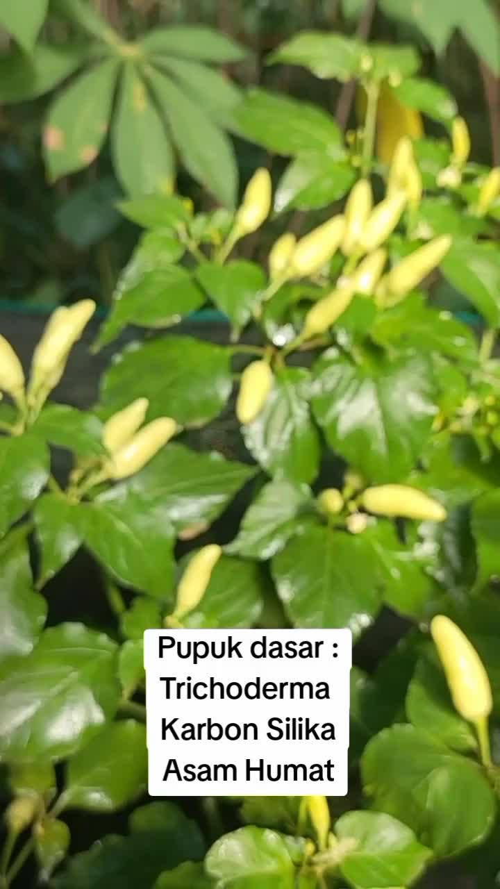 pupuk dasar yang saya gunakan #pemula #budidayatanaman #petanimilenial #berkebun #petaniindonesia #garden #gardening #farming #fyp #fypシ #su