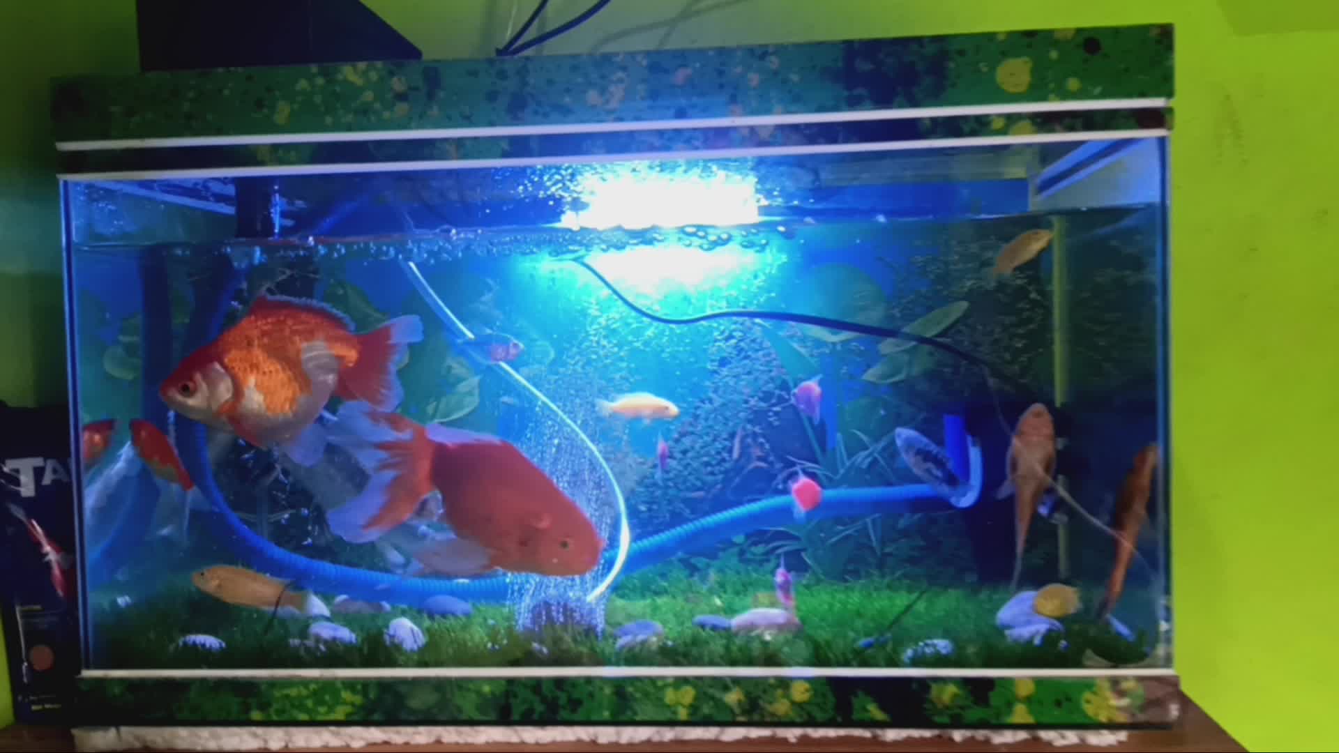 pecinta koi indonesia