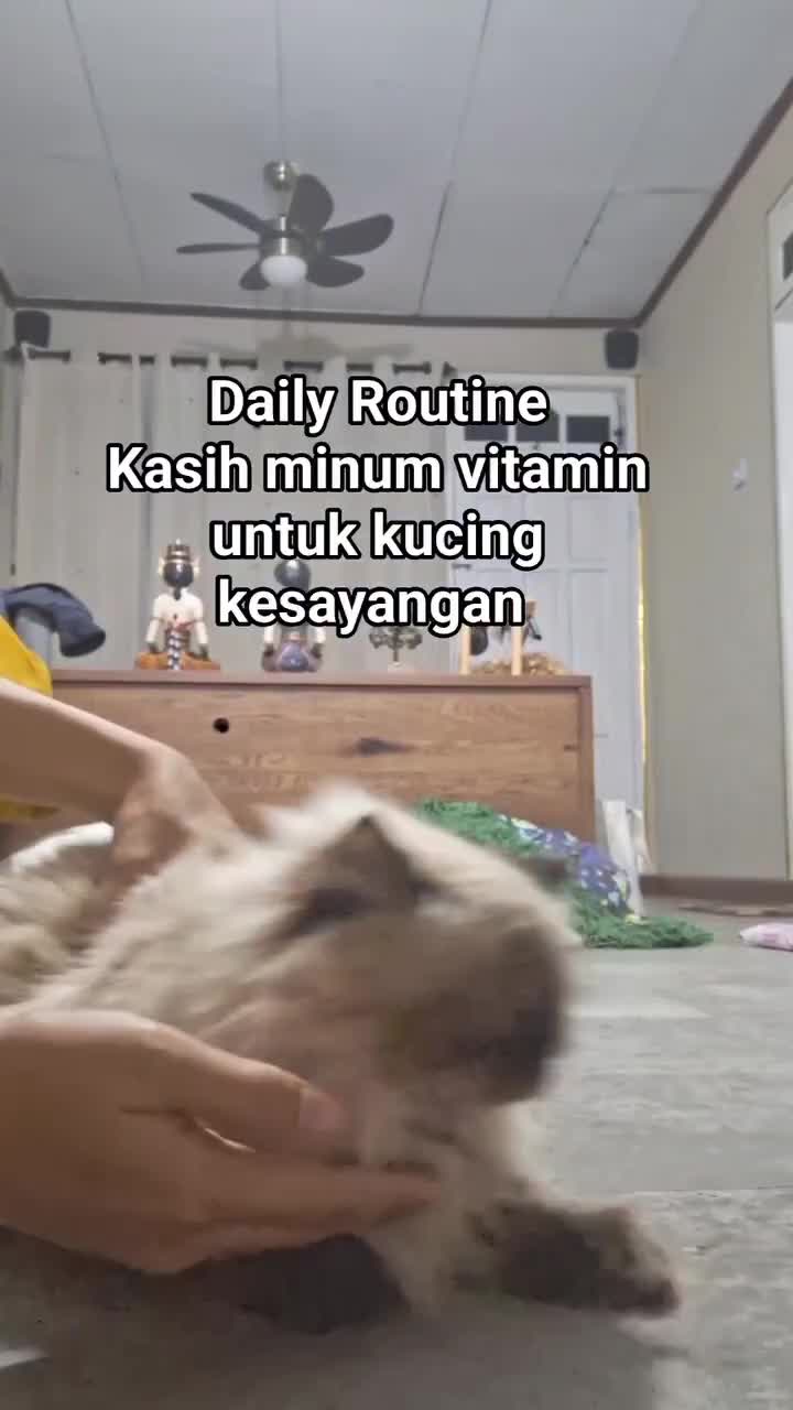 Biar kucing sehat selalu..
jangan lupa kasih vitamin..


#rcti+ #video #reel #catlover #fyp #viral 
