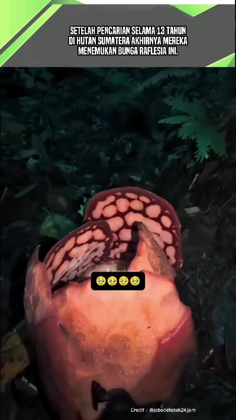 ilmuan Dari University Oxford ini Akhirnya Menemukan Bunga Raflesia Hasseltii setelah 13 Tahun Pencarian di Hutan Sumatera. #oxforduniversit