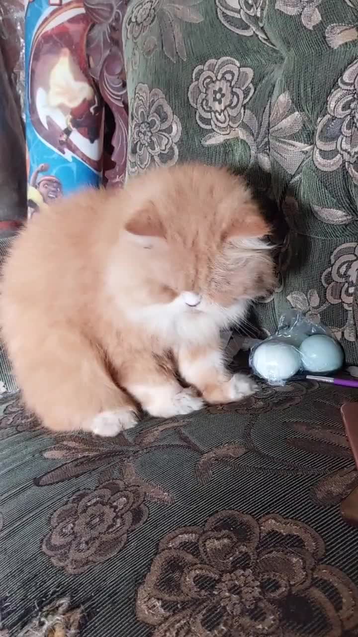 oyen heboh sendiri