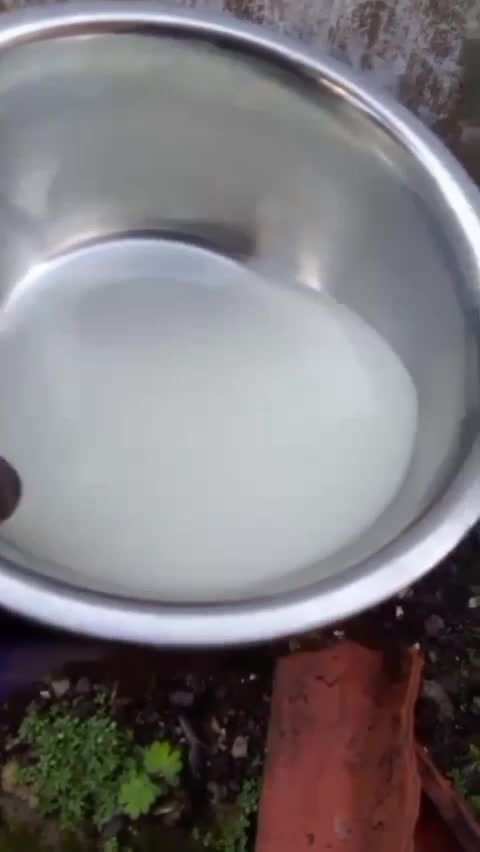 Bagus ngak sih nyiram tanamanpake air cucian beras? #kebunshaka #berkebun #infoberkebun  #kebunshaka 