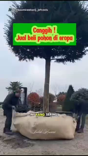 jual beli pohon di eropa
