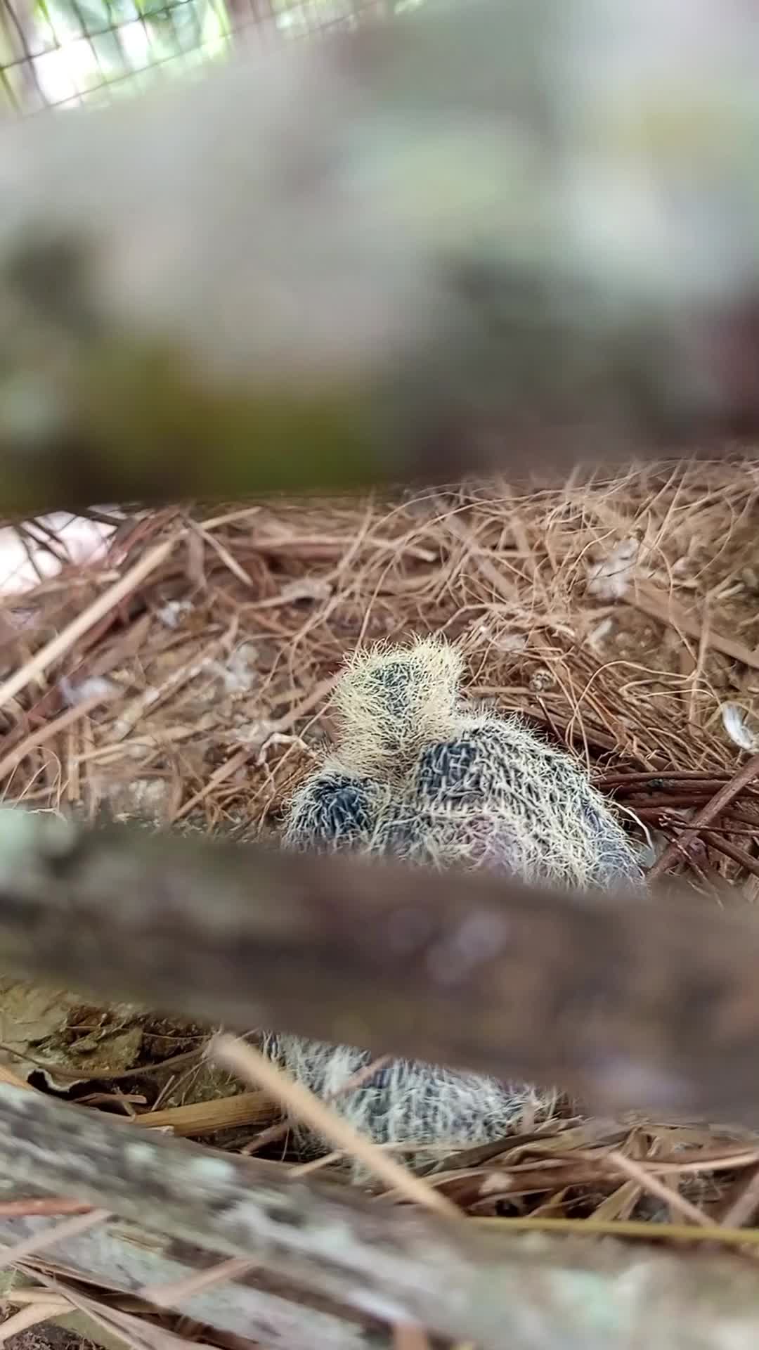 merpati dan burung dederuk di kawinkan anaknya jadi burung apa?  #fyp 