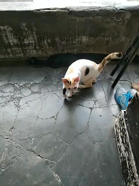 ngerjain kucing ?
 #short  #HOTrctiplus  #RCTIPlus 