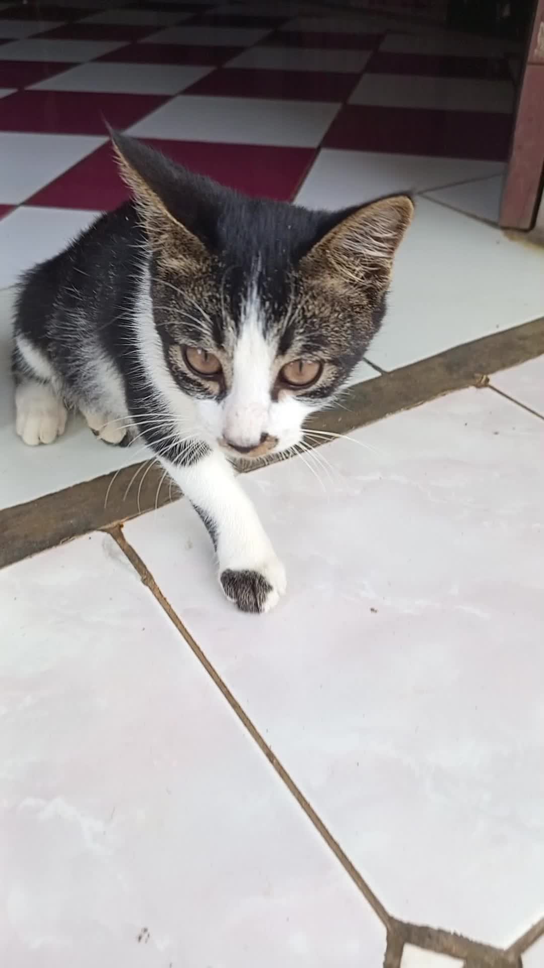kucing kumincir nih bos #kucing
