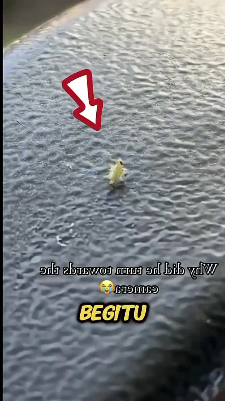 #RCTIPlus  #HOTrctiplus  #RCTIoke  #rcti  #HomeOfTalentRCTIPlus  #RCTIplusTanpaBatasWaktu