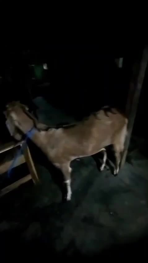 kambing  dere #fypシ゚viral 