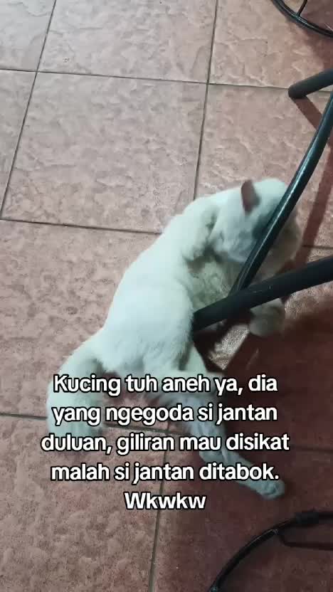 Tapi ini bukan tentang kucing.