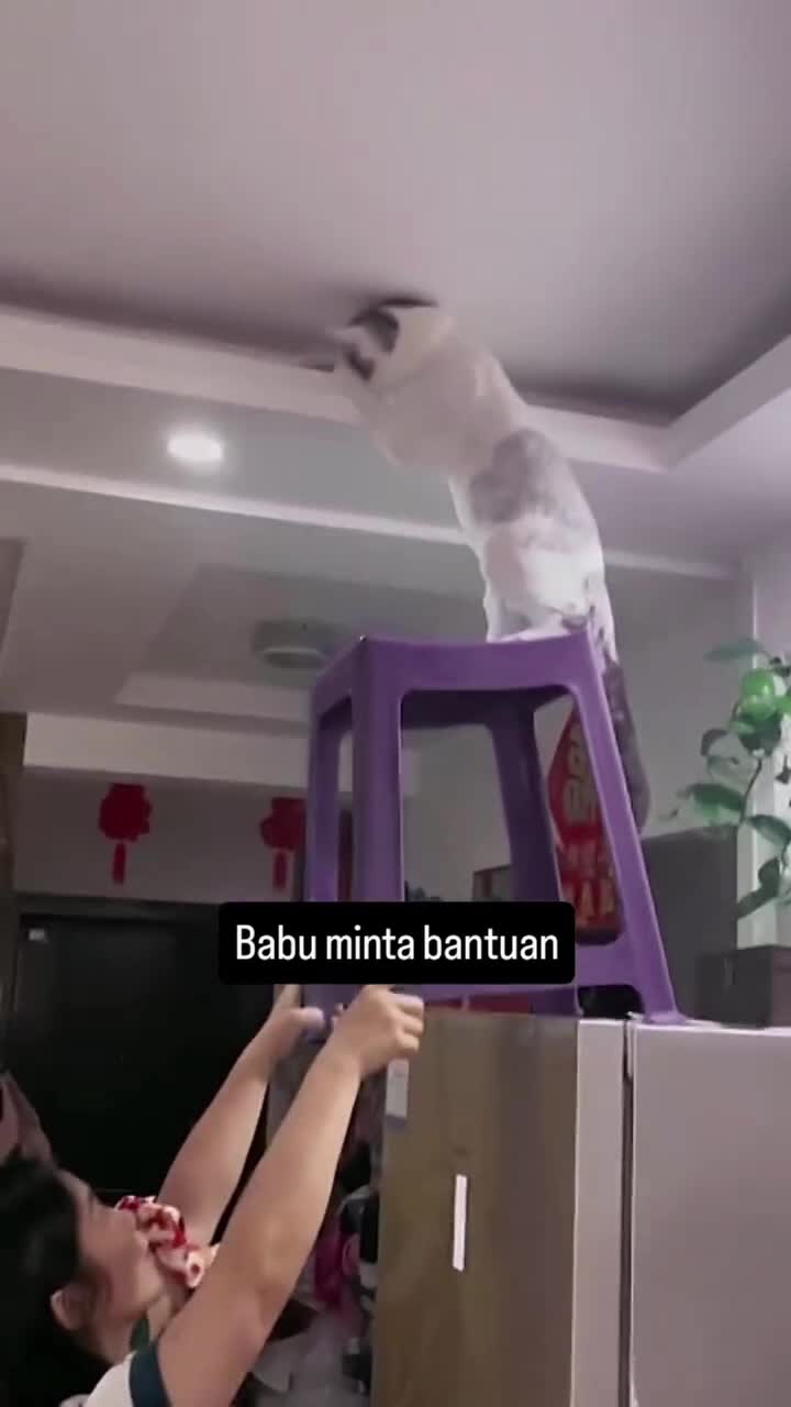 wkkwkw #kucing #kucingindonesia #kucinglucubanget #videoviral #videolucu #videongakak #ngakak #HOTrctiplus
